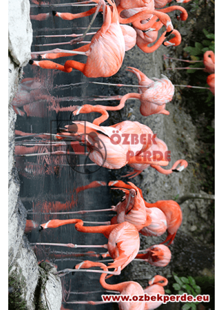 Flamingo Baskılı Halı